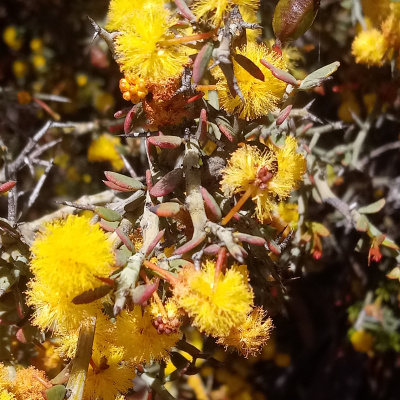 Fabaceae: Wattles and Peas