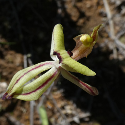 Orchidaceae: Orchids