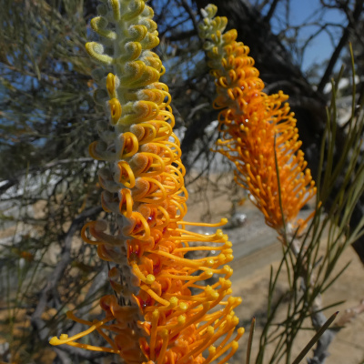 Proteaceae: Grevilleas, Hakeas and Persoonias